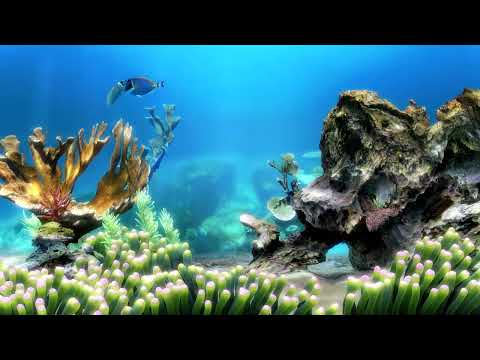 Relaxing Fish Tank Aquarium | Water Sounds ONLY no Music | Relax and Focus | 2 hours