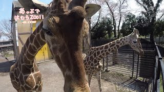 あっぷではむらZOO！！（アミメキリン）