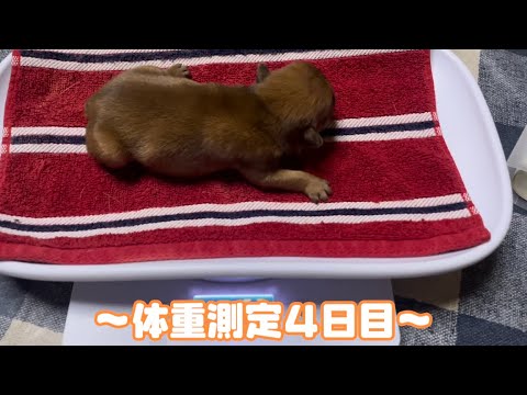 【フレンチブルドッグ】〜体重測定4日目〜　みんな少しずつ大きくなってます！！