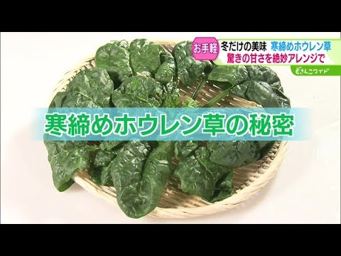 ときめき野菜通信〜甘くてビタミンたっぷり！今が旬！寒締めホウレン草【どさんこワイド179】2024.12.18放送