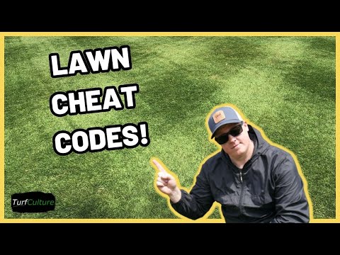 Spring Lawn Care // What To Do FIRST?