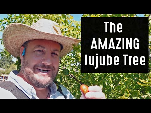 Why Should You Plant A Jujube Tree In Your Garden? (7 Year Growth Update)