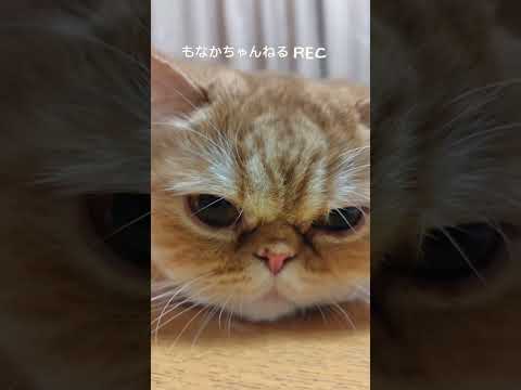 LIVE配信猫 #猫動画 #エキゾチックショートヘア #ねこ