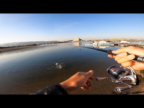 【真冬チニング】久しぶりに地元の海で釣りしたらキモチｪｪｪｪｪ