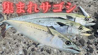 【ショアジギング】サゴシ釣れてます