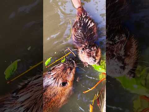 Beaver 🦫 #shortsfeed #shortsviral #trending #trendingshorts #cutedog