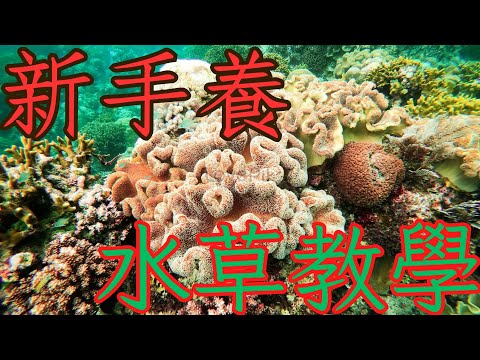 新手養水草缸，看完絕對值得!