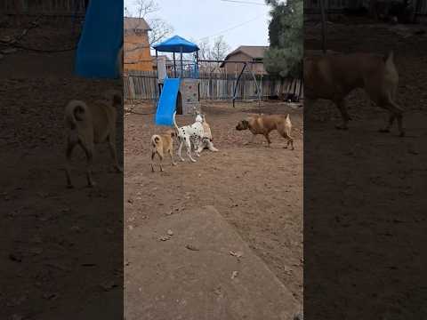 Making Friend 🐶 Zoey Doodle get s bouncy meeting Ludwig Dalmation