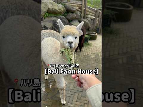 バリ島の牧場で動物と触れ合う【Bali Farm House】　#バリ島 #バリ島旅行 #バリ島観光 #バリ島情報 #アルパカ