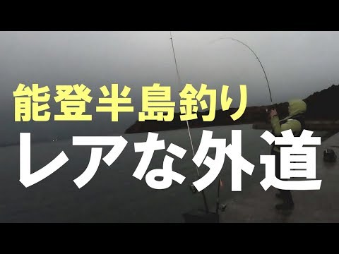 【レア外道】泳がせ釣りで、アオリイカかヒラメ釣れないかな～って思ってたら！？