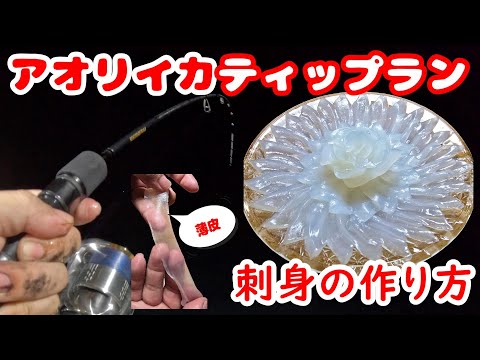 釣れたイカを薄皮処理して刺身で盛り付け　ティップラン