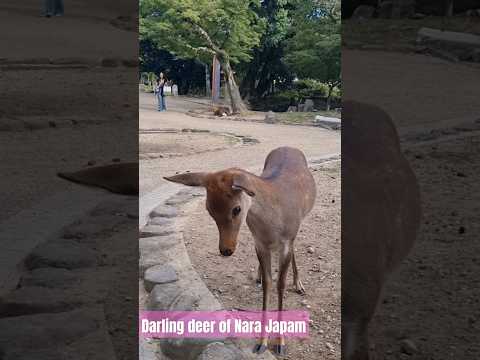 The Darling Deer of Nara Japan