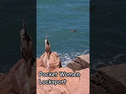 SEA TURTLE meets Australasian DARTER | Townsville Harbour Rock wall