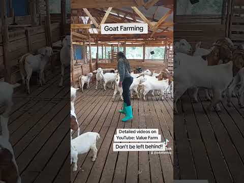 Amazing Female Goats! #farming #goatsfaming #goat #animalhousing