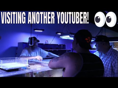 VISITING ANOTHER YOUTUBERS AQUARIUM STORE