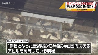 アヒル約2000羽を殺処分　鳥インフルエンザ　愛知・豊橋市で２例目