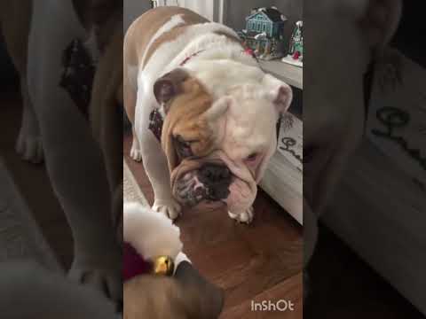 Dog get his favourite presents