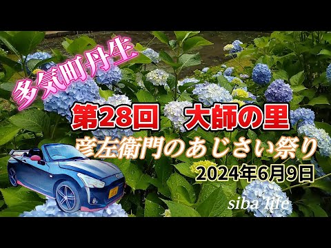 【あじさい】約1万本が綺麗。世界灌漑遺産に登録  三重県 多気町 丹生、あじさい祭りが6月9日に、華と香りが漂う。2024 6 2 sibalife #copen #あじさい #ドライブ#栽培