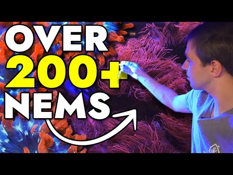 We Toured an Immaculate Reef System with Over 200 Bubble Tip Anemones in One Tank!