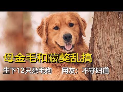 發情母金毛和藏獒亂搞！竟然生下12只雜毛狗，網友：不守婦道