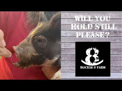 How Does Rockin 8 Evaluate Piglets