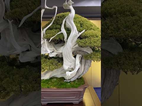 49th Sakufu Bonsai Exhibition 2023 #bonsai #bonsaiexhibition #盆栽