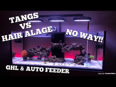 Did tangs beat Hair algae? + add auto feeder to GHL