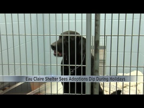 Eau Claire Community Humane Association sees adoptions dip during holidays