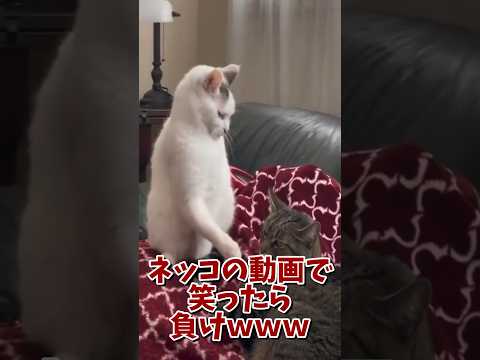 ネッコの動画で笑ったら寝ろｗｗｗ　#2ch #2ch動物スレ #2ch面白いスレ #動物 #犬 #猫 #癒やし #ねこ #2chほのぼの #ネコ