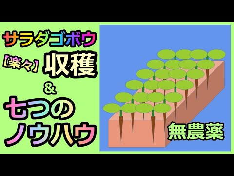 【楽々】サラダゴボウ② 収穫 七つのノウハウゲット 無農薬 半自給自足