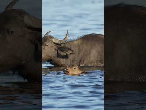 Buffalo calf swimming #buffalo #babyanimals #big5 #bigfive #safari #botswana #wildlife#ilovebotswana