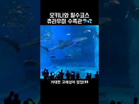 압도적 스케일의 츄라우미 수족관에서 꼭 봐야할 것들 🐋#오키나와  #츄라우미수족관 #돌고래