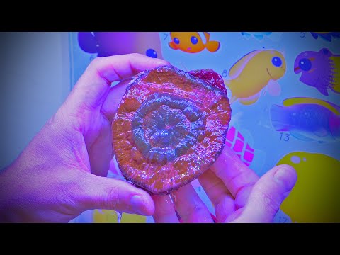 Unboxing Premium Coral COLONIES from Eye Catching Coral