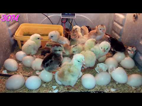 Best Chicken Incubator: Saving Money with Homemade Chicken Incubators - Easy DIY Ideas