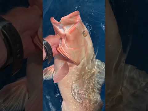 One always has to go back #fishing #naples #fishingcharter #shortvideo #boats #ripp #grouper #short