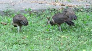 How To Baby Peachicks Turnout In Magnificent Peacocks!!