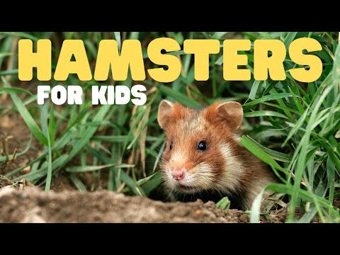 Hamsters for Kids | Learn fun facts all about these cute mammals