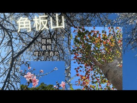 2024年元月桃園復興鄉角板山／梅花／櫻花／楓