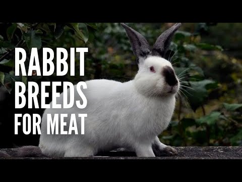 The 15 Best Rabbit Breeds for Meat