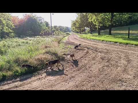 Dry Creek Hunting Dogs Rabbit Hunting May 24 to 25 2024