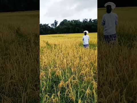 Rice khet short video