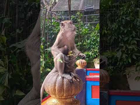 Monkey with its baby in Batu cave 在黑風洞，帶著猴寶寶的猴媽.#travel #nature #batucaves #monkey #sweet