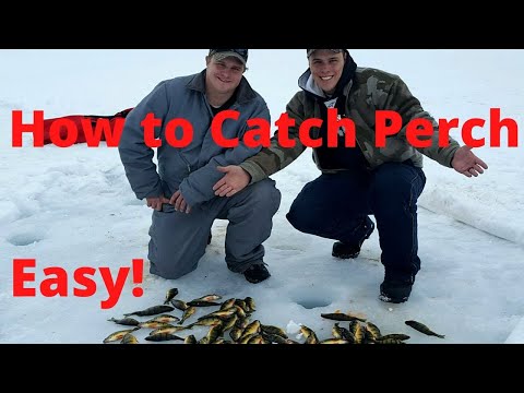 How to Catch Perch at Fish Lake (UTAH)