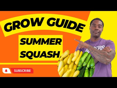 Discover the Secret to Growing Perfect Summer Squash! | Summer Squash Grow Guide