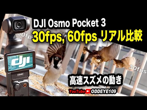 30fps 60fps見え方のリアルな違い DJI OSMO POCKET 3  すずめ羽ばたき比較テスト