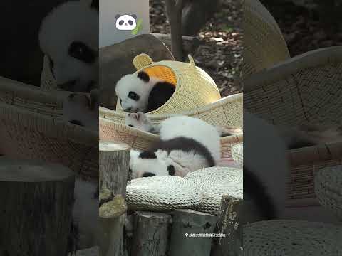 Panda. What a cute doll---baby giant panda. 可愛い人形---パンダの赤ちゃん。好可爱的玩偶---大熊猫宝宝。