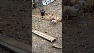 Problems with free range chickens!