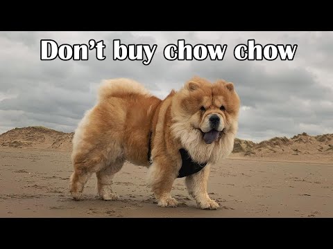 Chow Chow Dog Breed 9 Facts To Know Before Buying