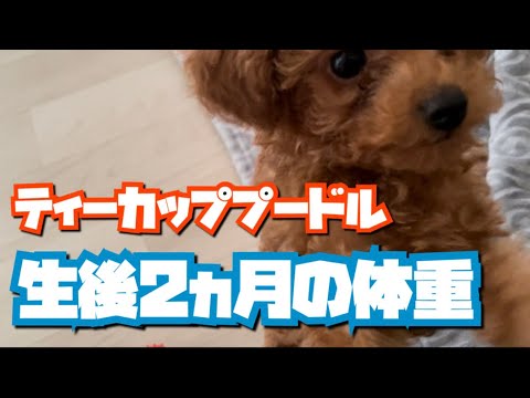 生後2ヵ月になりました！【テテくん成長記録】