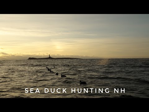 Beretta A400 Xtreme New Hampshire Sea Duck Hunt